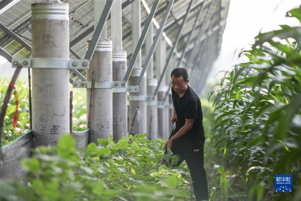 威尼斯真人发牌